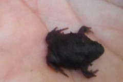 Rhinophrynus dorsalis