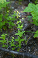 Galium oreganum