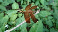Neurothemis terminata