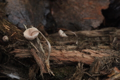 Mycena arcangeliana