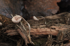 Mycena arcangeliana