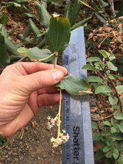 Ceanothus velutinus velutinus