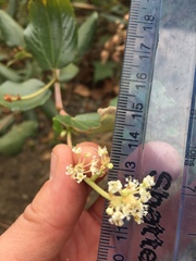 Ceanothus velutinus velutinus