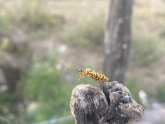Pselliopus latispina