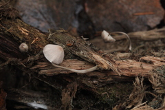 Mycena arcangeliana