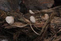 Mycena arcangeliana