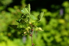 Ribes watsonianum