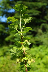 Ribes watsonianum