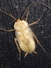 Periplaneta americana