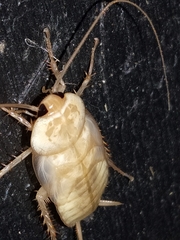 Periplaneta americana
