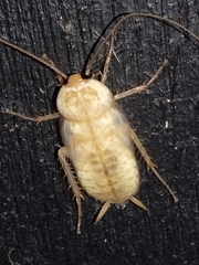 Periplaneta americana