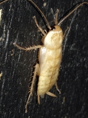 Periplaneta americana