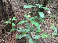 Alseuosmia macrophylla