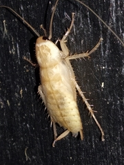 Periplaneta americana