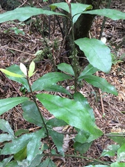 Alseuosmia macrophylla