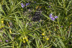 Solanum vescum