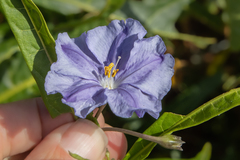 Solanum vescum