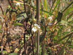 Nemesia floribunda