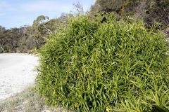 Solanum vescum