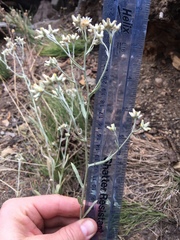 Pseudognaphalium thermale