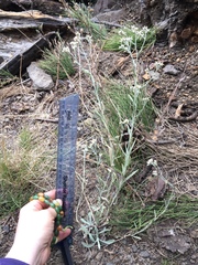 Pseudognaphalium thermale