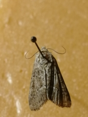 Oligia latruncula