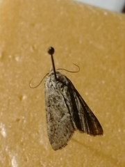 Oligia latruncula