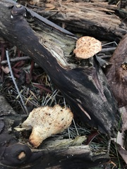 Polyporus mcmurphyi