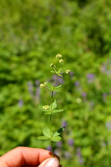 Galium oreganum