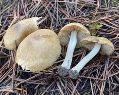 Inocybe xanthomelas
