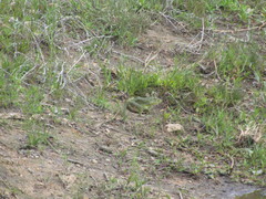 Lithobates montezumae