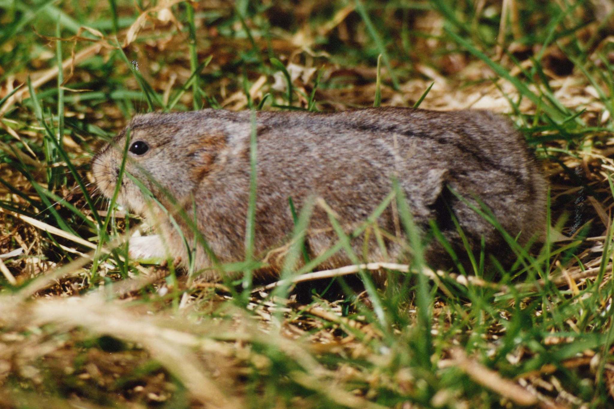 Northern Collared Lemming, Wild Kratts Wiki