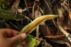 Serpocaulon levigatum