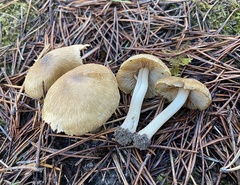 Inocybe xanthomelas