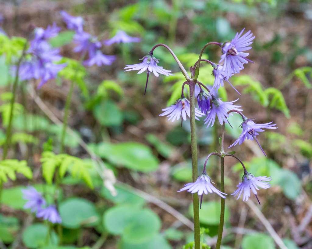 Snowbells