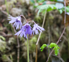 Soldanella montana