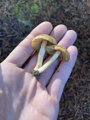 Inocybe xanthomelas