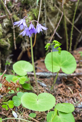 Soldanella montana