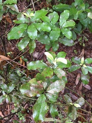 Alseuosmia macrophylla