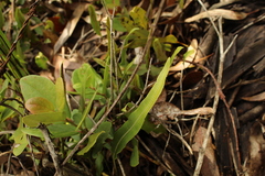 Serpocaulon levigatum