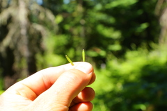 Osmorhiza purpurea