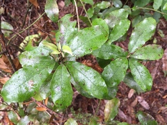 Alseuosmia macrophylla