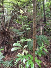 Alseuosmia macrophylla