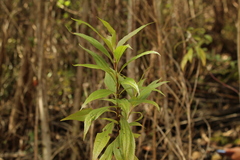 Chromolaena perglabra