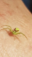 Misumenops rubrodecoratus