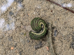 Whitmania laevis