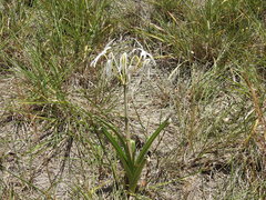 Crinum flaccidum
