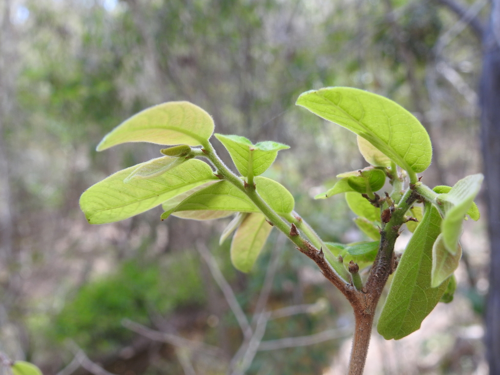 Glochidion apodogynum