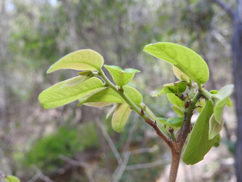 Glochidion apodogynum