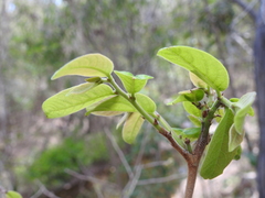 Glochidion apodogynum